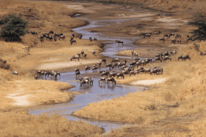 Tarangire National Park in tanzania with a heard of wildebeest