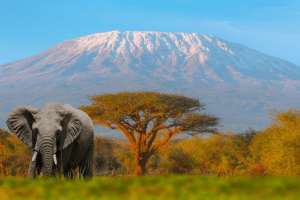 African elephant with a snow-tipped volcano sitting in the background