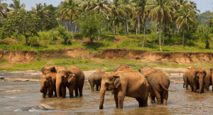 Elephants bathing in a lake in sri lanka