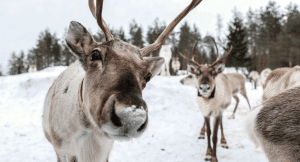 Herd of reindeer looking into the camera in the Arctic Lakeland, Kainuu