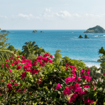 Beautiful flowers blooming in Costa Rica in the green season