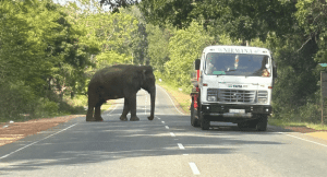 Elephant walking in the road next to a car in Sri Lanka