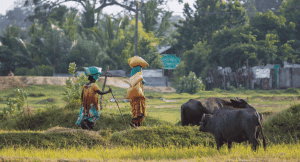 Local women carrying bags full of tea in Sri Lanka