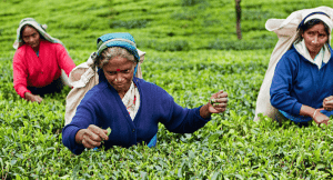 Local women picking tea leaves in the Nuwara region of Sri Lanka