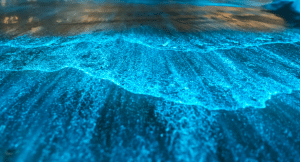 Bioluminescence washing onto the shore in Mexico