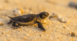 Close up of a baby turtle crawling along a sand beach in Mexico