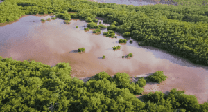 Aerial shot of Sian Ka’an Biosphere Reserve in Mexico with large brown body of water and forest