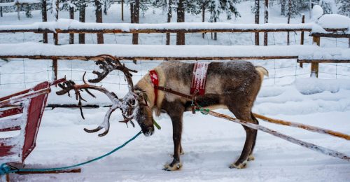 4 Night Family Lapland Winter Adventure in Levi image