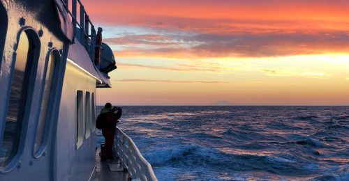 Reykjavik Whale Watching in the Midnight Sun image