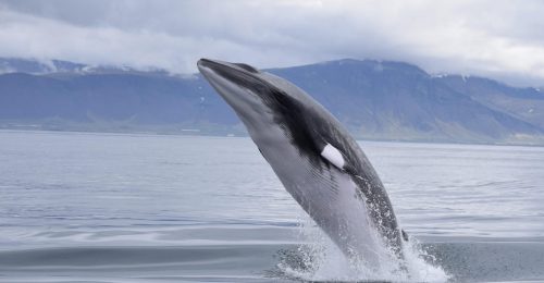 Reykjavik Whale Watching Adventure image