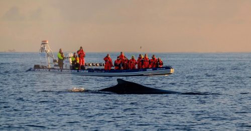 Akureyri Express Whales in the Midnight Sun image