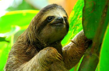 Discover Costa Rica South and Central Pacific image