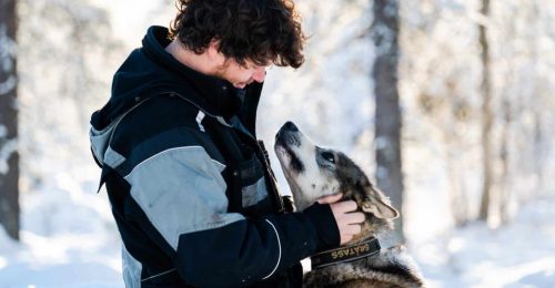 Husky Farm Family Adventure in Lapland image