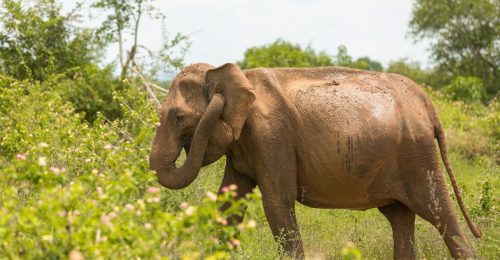 Sri Lanka: Immersive Adventure Country and Coast image