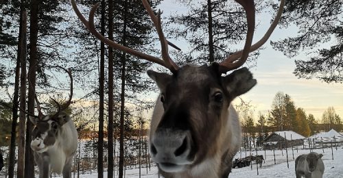 Authentic Reindeer Farm Visit with Reindeer Safari image