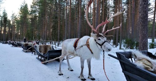 5 Night Family Easter Adventure in Saariselka image
