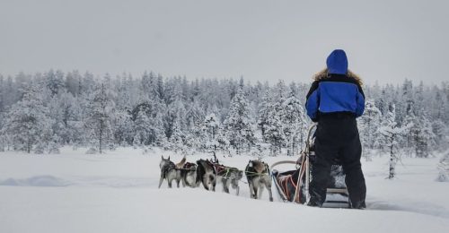Visit an Ethical Husky Farm and Husky Safari (10km) image