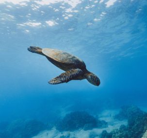 Wildlife Holidays in Costa Rica Image