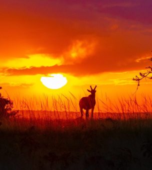 Top 5 Wildlife Experiences in Africa image
