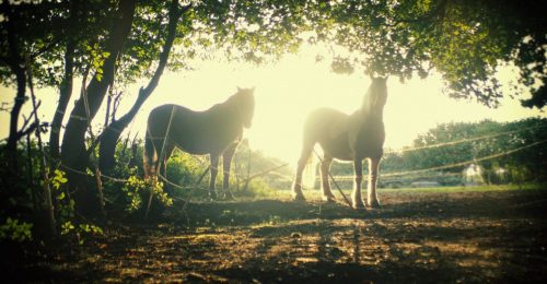 Meditate with Horses in Ambleside image