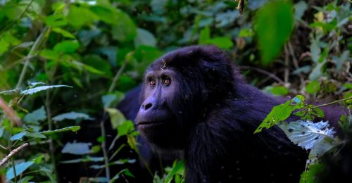 Uganda’s Wildlife Wonders image