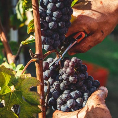 Wine Holidays in Italy