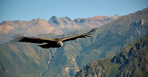 Ultimate Authentic Peru Adventure image