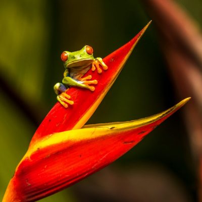 Wildlife Holidays