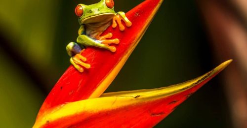 La Fortuna to Drake Bay image