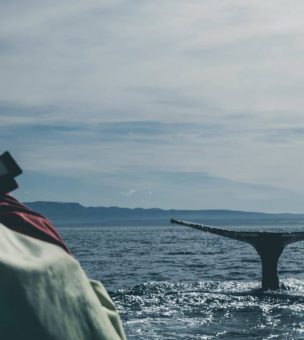 Where to go Whale Watching in Iceland image