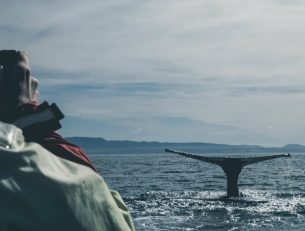 Where to go Whale Watching in Iceland image