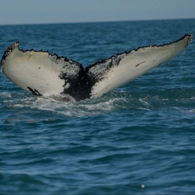 Whale Watching