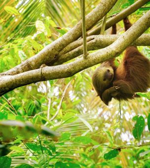 What Wildlife can you see in Costa Rica? image
