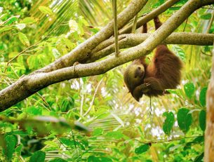 What Wildlife can you see in Costa Rica? image