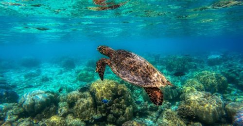 Maldives Turtle Snorkelling Conservation Cruise image