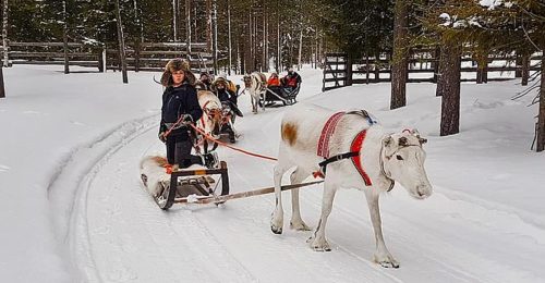 4 Night Family Adventure in Luosto image