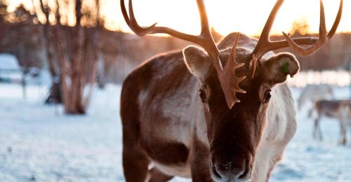 Reindeer Half Day image