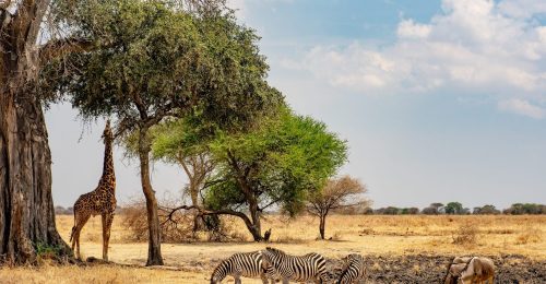 A Taste of Tanzania image