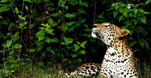14 Night Sri Lankan Family Adventure – Summer image