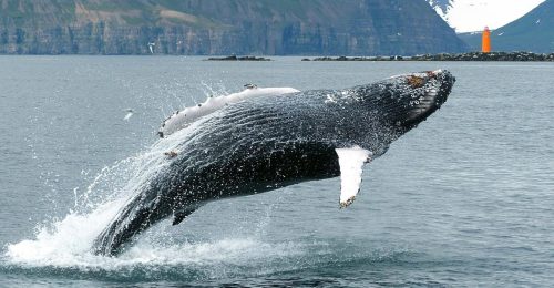 Whale Watching in Northern Iceland image