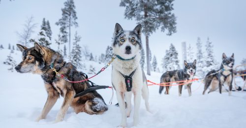3 Night Festive Adventure in Nellim image