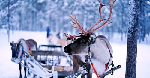 3 Night Family Lapland Winter Adventure in Saariselkä image