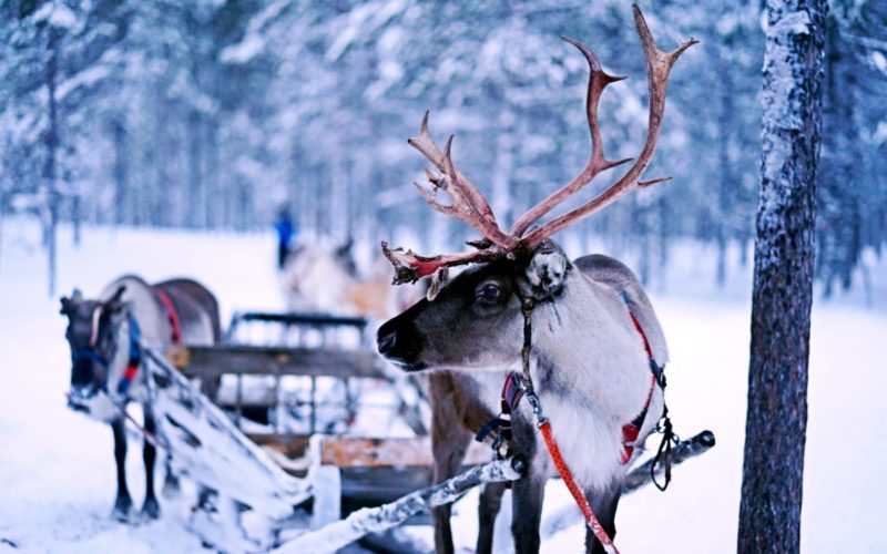 reindeer pulling a sleigh in lapland
