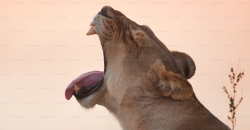 Namibia at a Glance – Privately Guided or Self Drive image