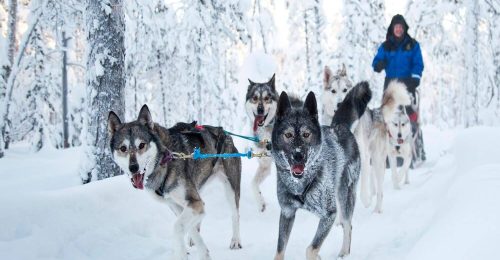 Husky Farm Adventure in Lapland image