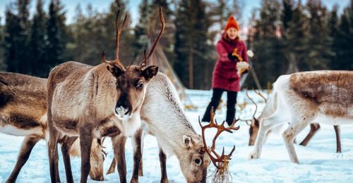 3 Night Family Lapland Winter Adventure in Pyhä image
