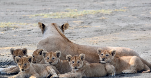 Tanzania Safari and Zanzibar image