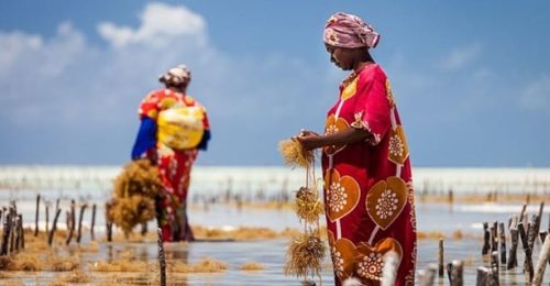 Tanzania Safari, Mount Kilimanjaro and Zanzibar image