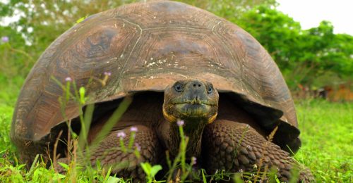 The Andes, Amazon & Galapagos Islands Discovery image