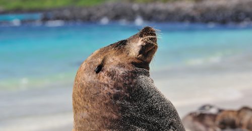 The Andes, Amazon & The Galapagos Islands Discovery with Cruise Extension image